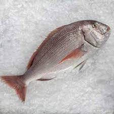 Mercan Kg ( 48 Saat )
