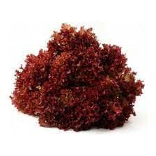 Lolo Rosso